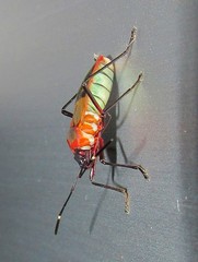 Dysdercus ruficollis