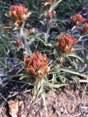 Castilleja arachnoidea