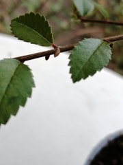 Arthropoda