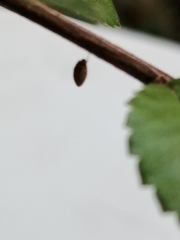 Arthropoda