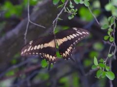 Heraclides ornythion