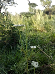 Visnaga daucoides