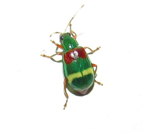 Diabrotica amoena · iNaturalist