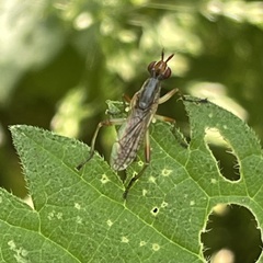Dichetophora obliterata