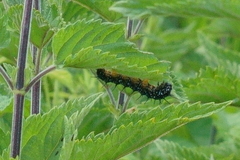 Aglais io