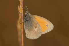 Coenonympha pamphilus