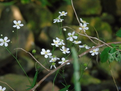 Ranunculus aconitifolius