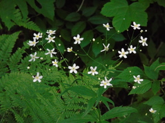 Ranunculus aconitifolius