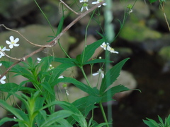 Ranunculus aconitifolius