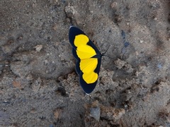 Cyllopodini