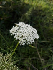 Visnaga daucoides