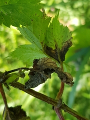 Pseudoperonospora cubensis