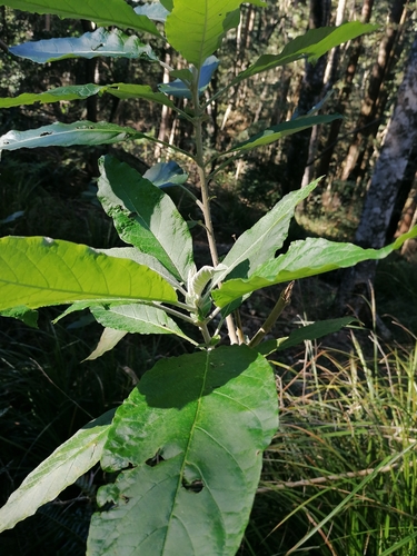Image of Solanum giganteum by no rights reserved