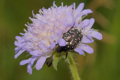 Oxythyrea funesta
