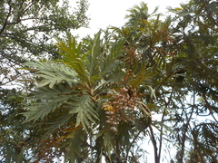 Bocconia arborea