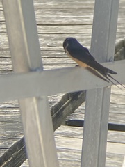 Hirundo rustica