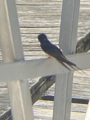 Hirundo rustica
