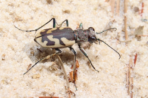 Big Sand Tiger Beetle