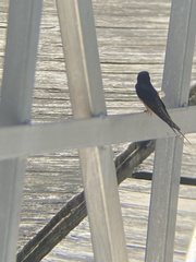 Hirundo rustica