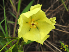 Cienfuegosia drummondii