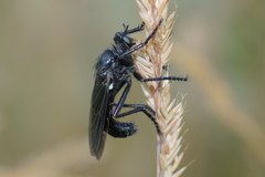 Dasypogon diadema