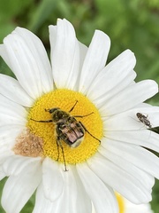 Trichiotinus affinis