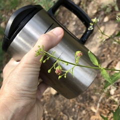 Scrophularia parviflora