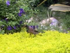 Acridotheres tristis