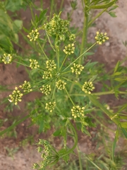 Apioideae
