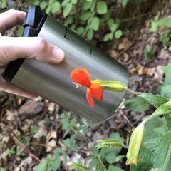 Erythranthe cinnabarina