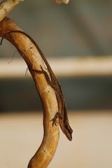 Anolis laeviventris