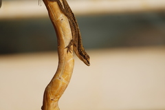 Anolis laeviventris