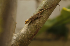 Anolis laeviventris