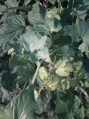 Humulus lupulus