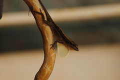 Anolis laeviventris