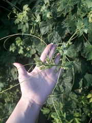 Humulus lupulus