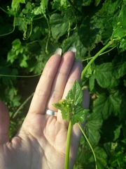 Humulus lupulus