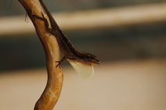 Anolis laeviventris