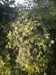 Humulus lupulus