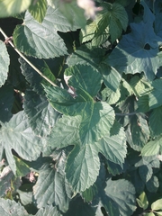 Humulus lupulus