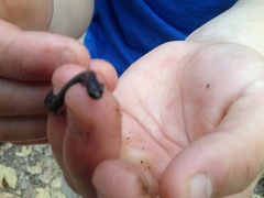 Batrachoseps nigriventris