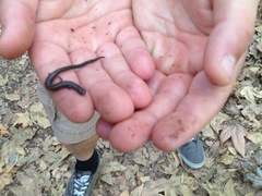 Batrachoseps nigriventris