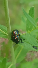 Chrysolina cerealis