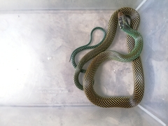 Drymobius margaritiferus margaritiferus