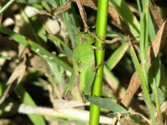 Aiolopus strepens