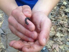 Batrachoseps nigriventris
