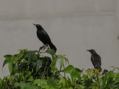 Quiscalus lugubris