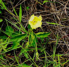 Cienfuegosia drummondii