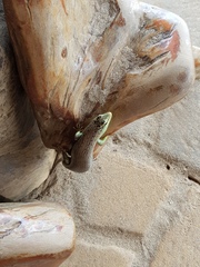 Dasia olivacea