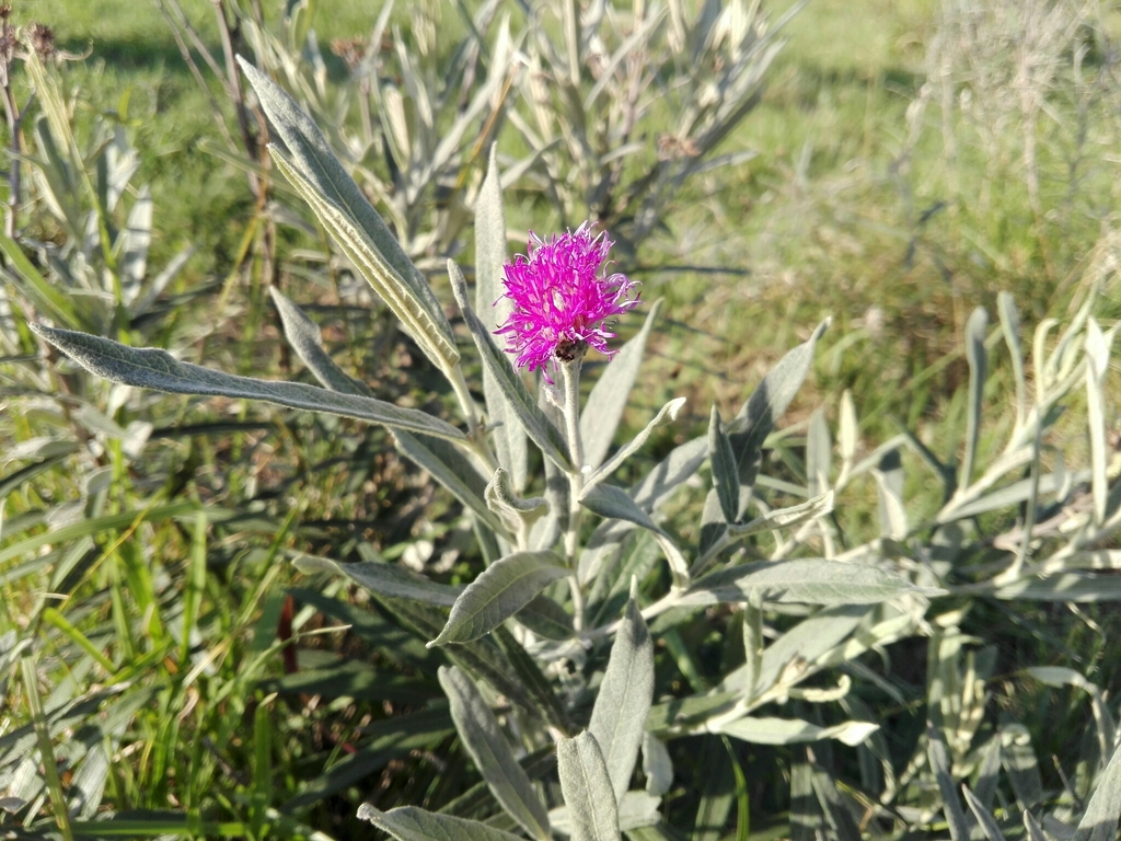 Lessingianthus mollissimus
